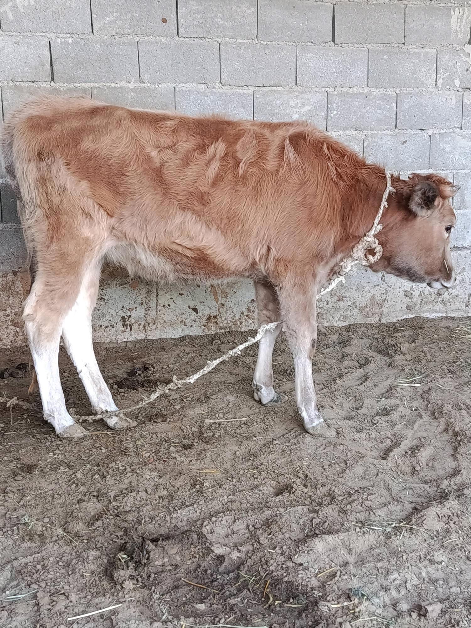 tüwe - Bäherden - img 4