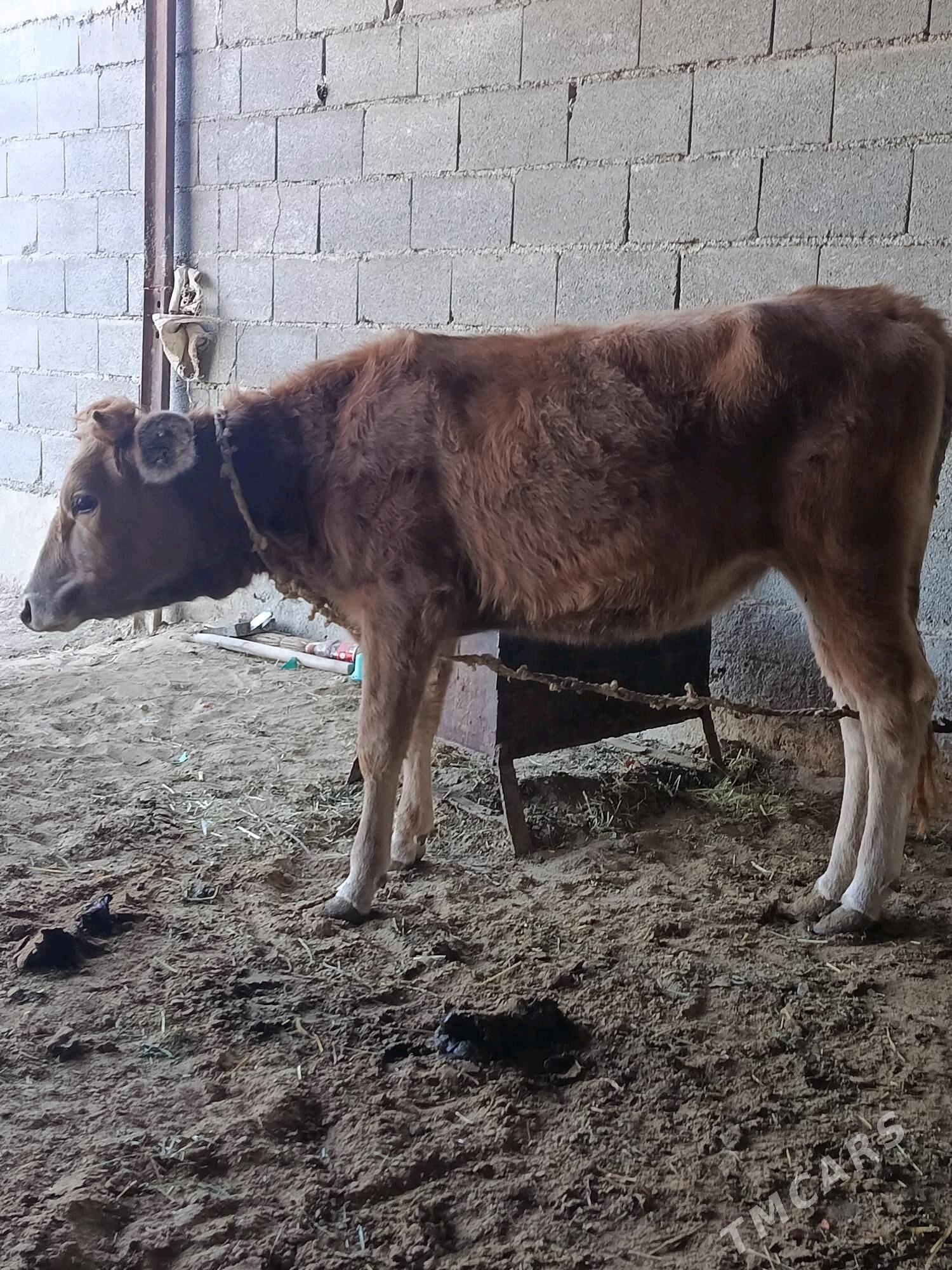 tüwe - Bäherden - img 5