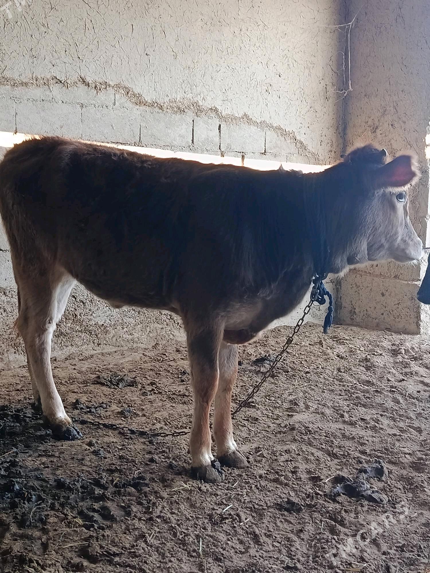 tüwe - Bäherden - img 3