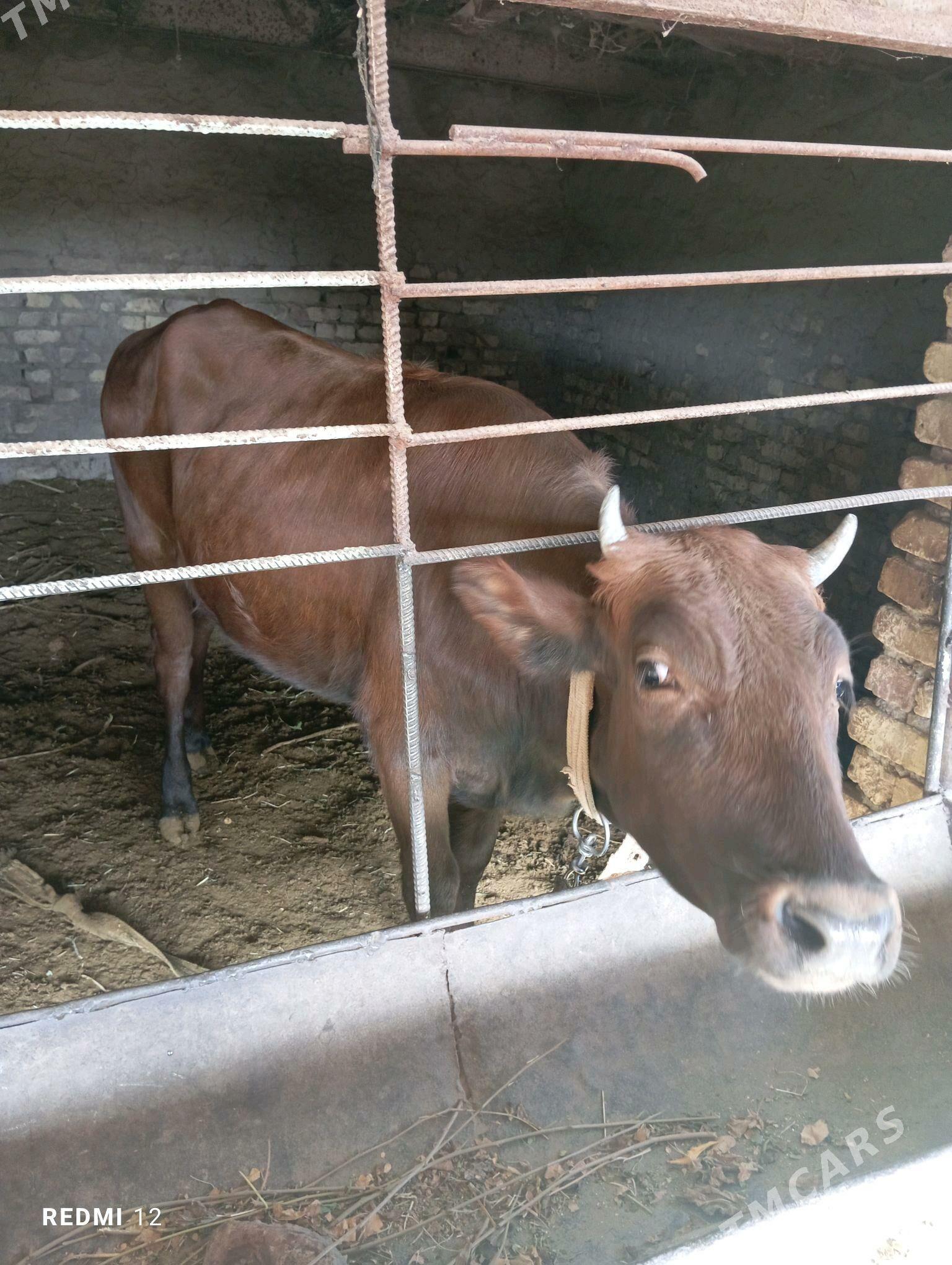 gulajyn - Mary - img 2