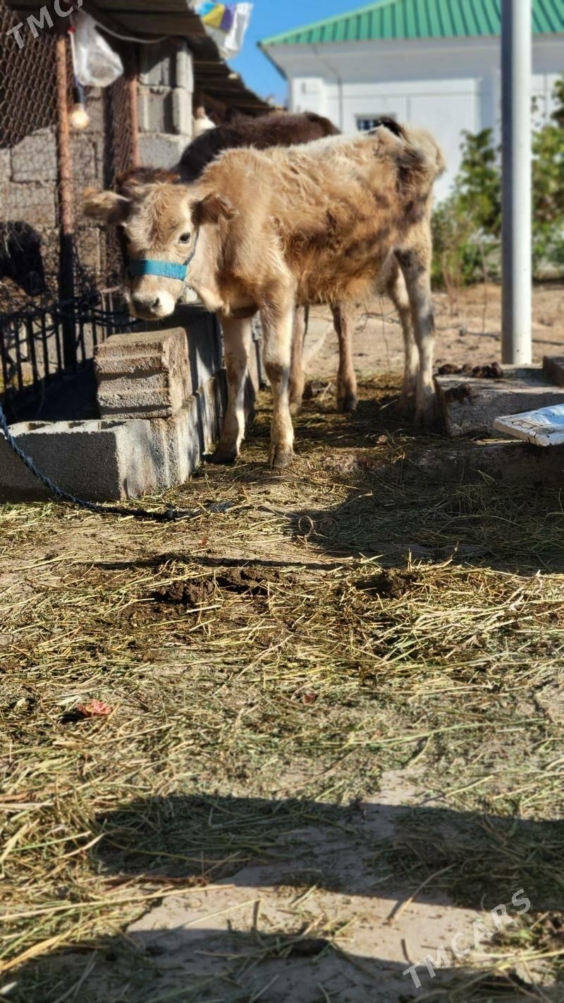 tuwe gole - Ак-Бугдайский этрап - img 2