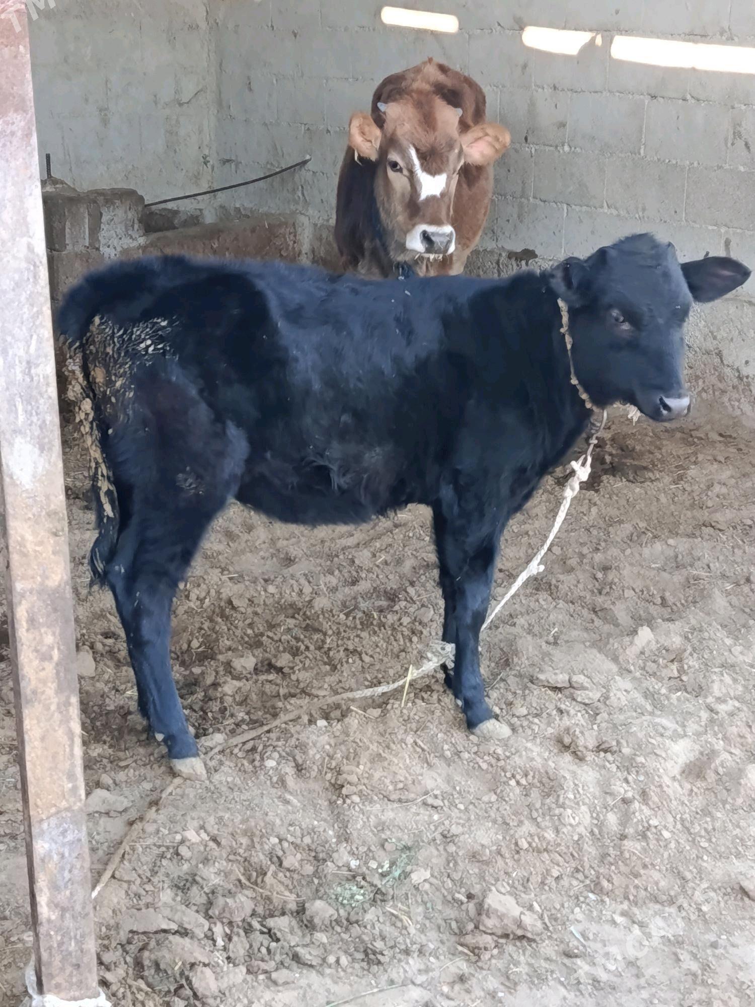 tüwe - Bäherden - img 6