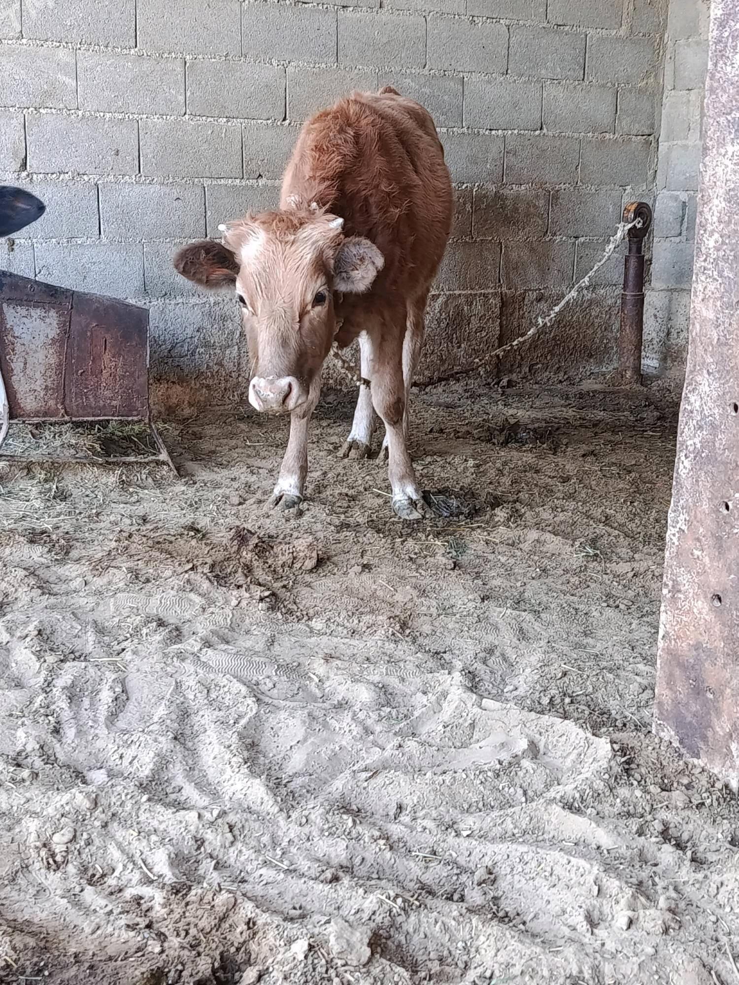 tüwe - Bäherden - img 7