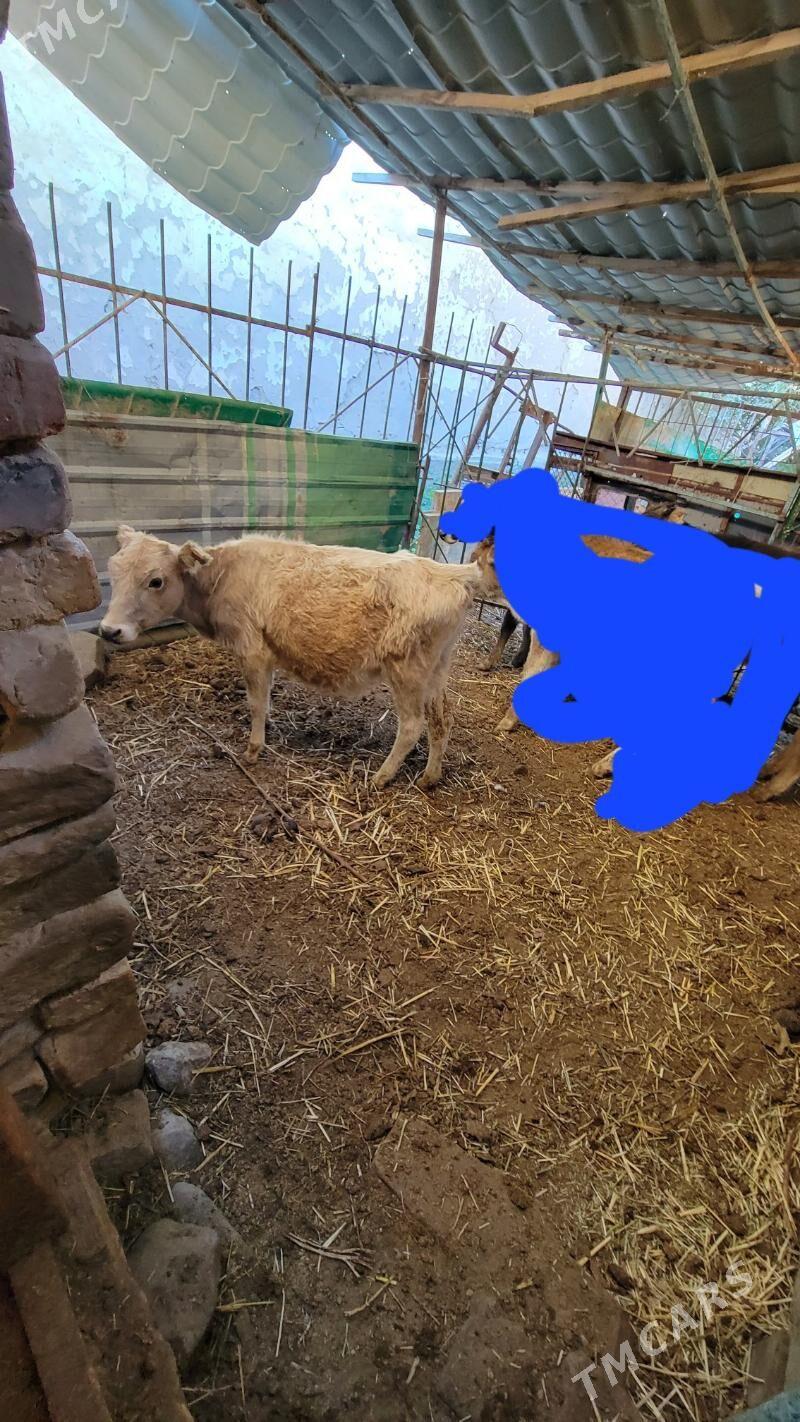 tuwe gole - Ак-Бугдайский этрап - img 1