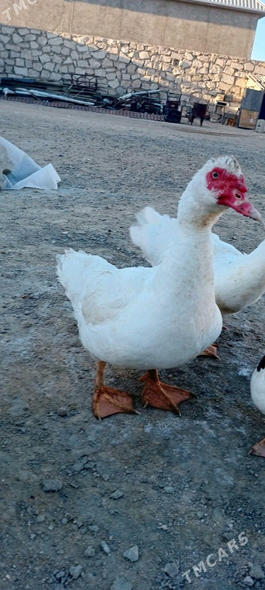 indautga ordek - Туркменбаши - img 1