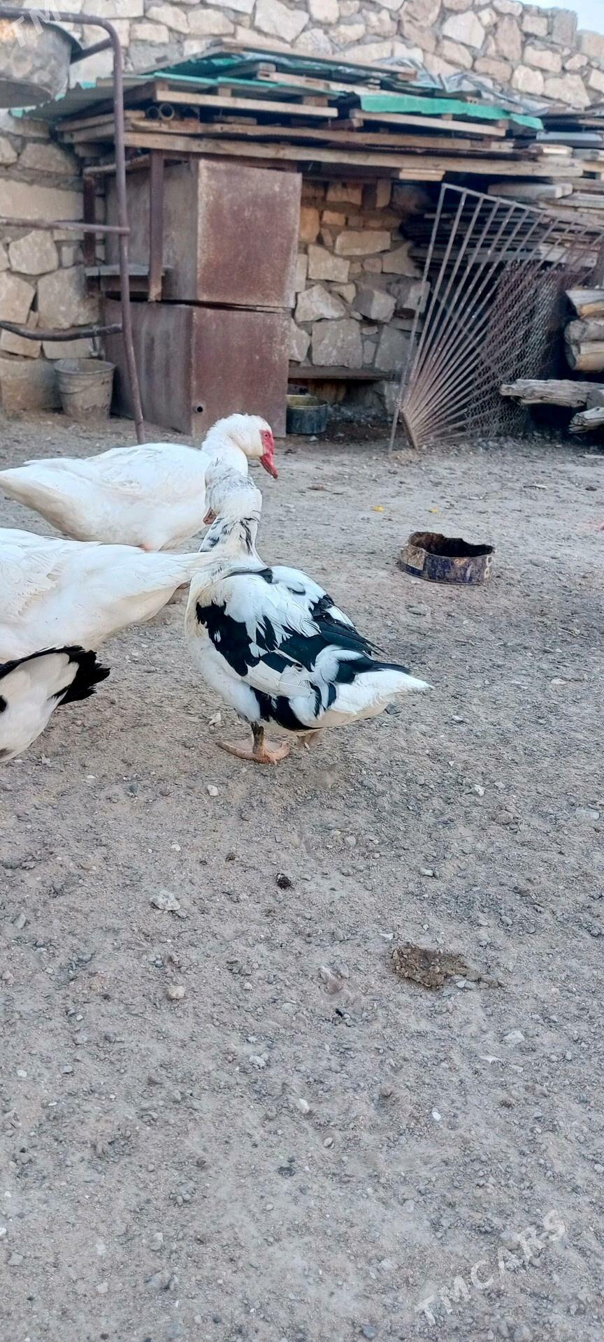 indautga ordek - Türkmenbaşy - img 2