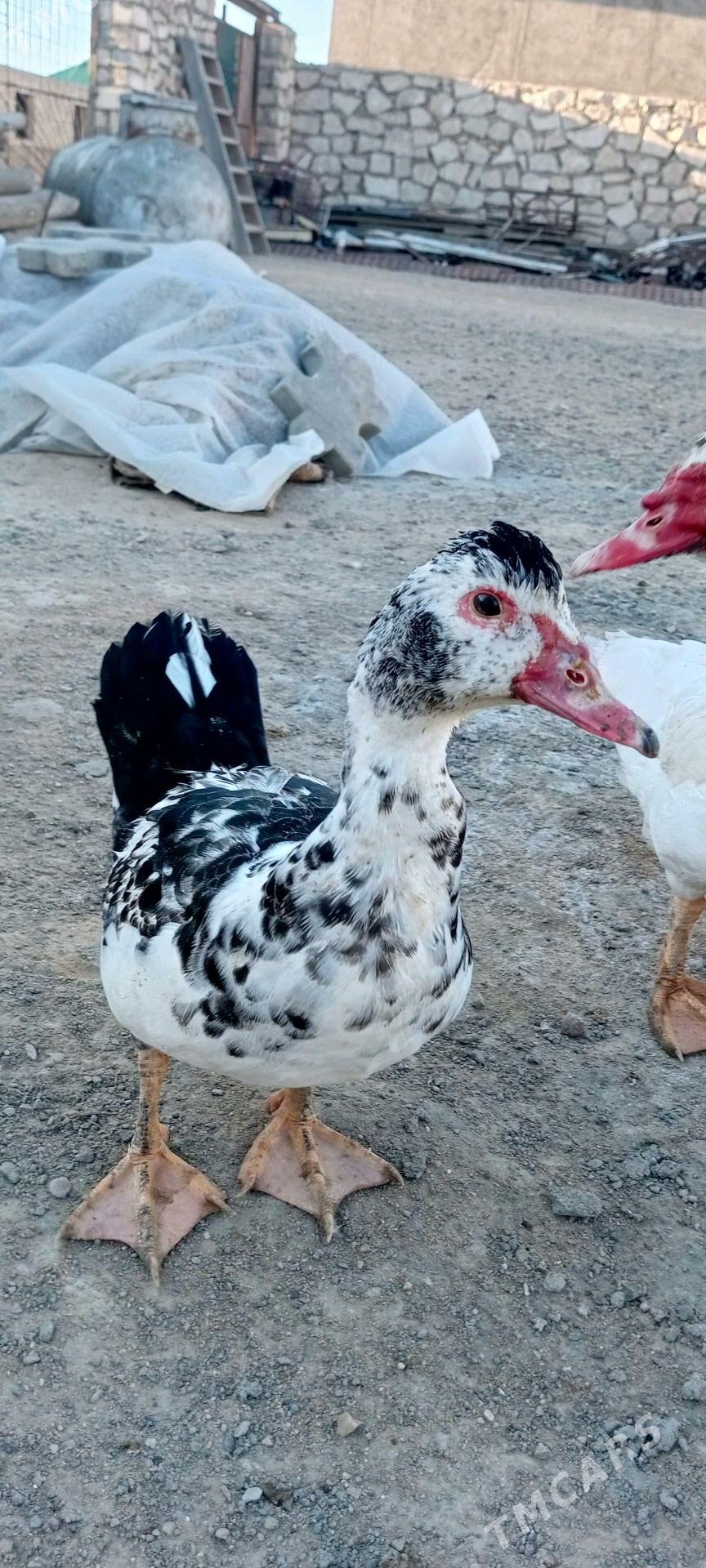 indautga ordek - Türkmenbaşy - img 4