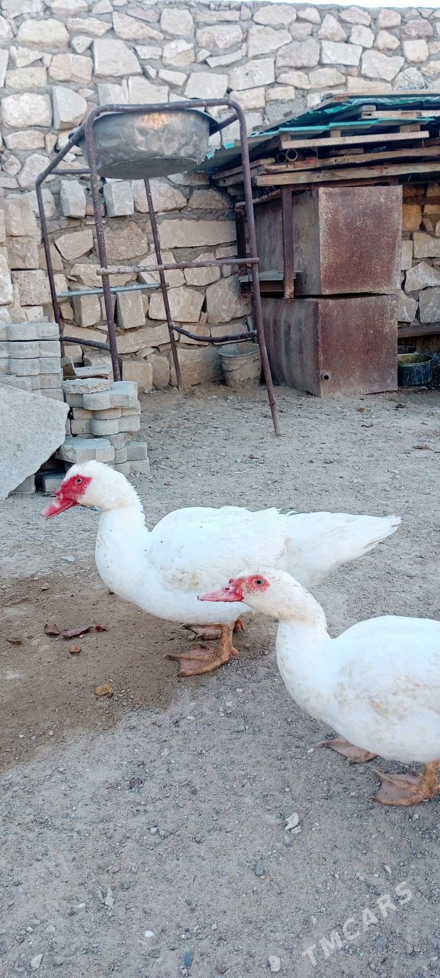 indautga ordek - Türkmenbaşy - img 3