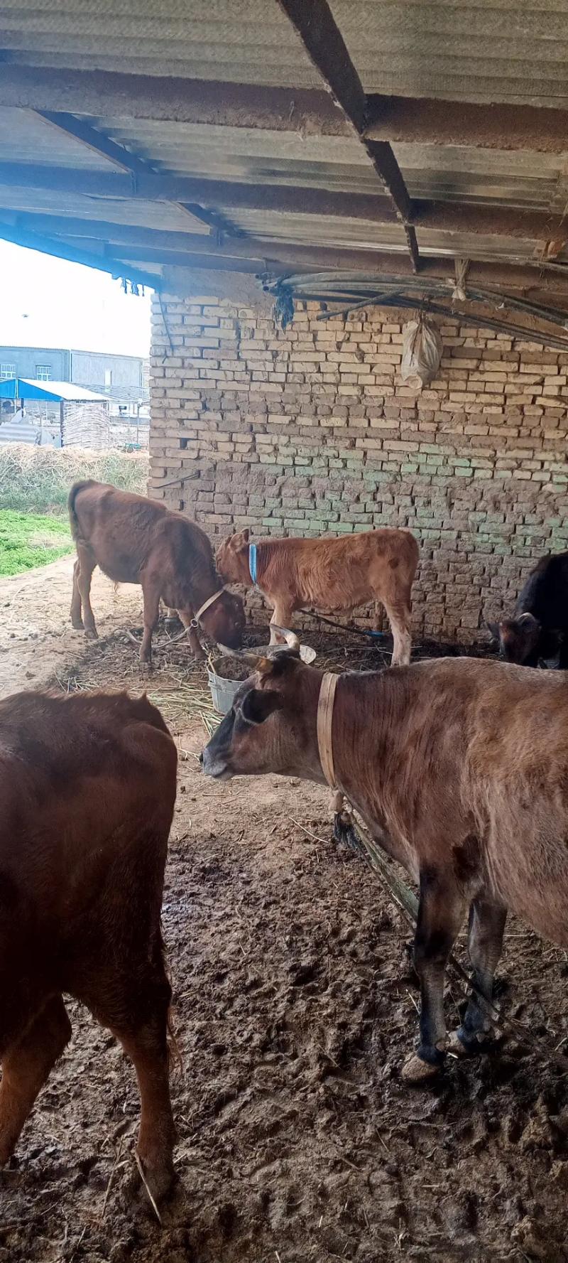 gölgeli sygyr - Мургап - img 3