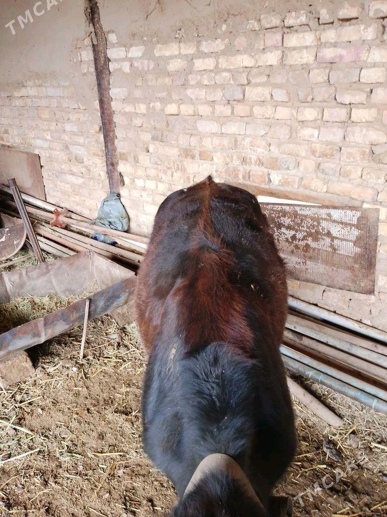 ökiz gulajyn - Mary - img 3