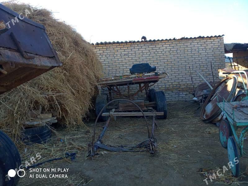 Ешек араба - Wekilbazar - img 1