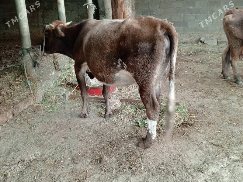 Bogaz sygyr - Gökdepe - img 3