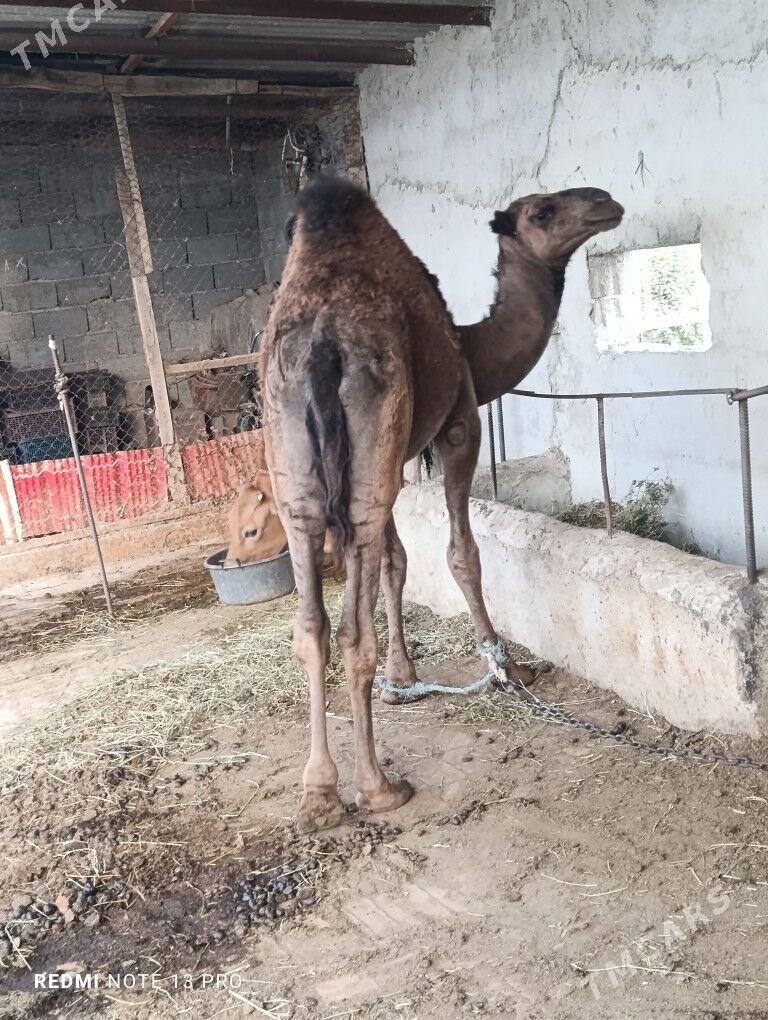 Bakylab owsuk - Gökdepe - img 2