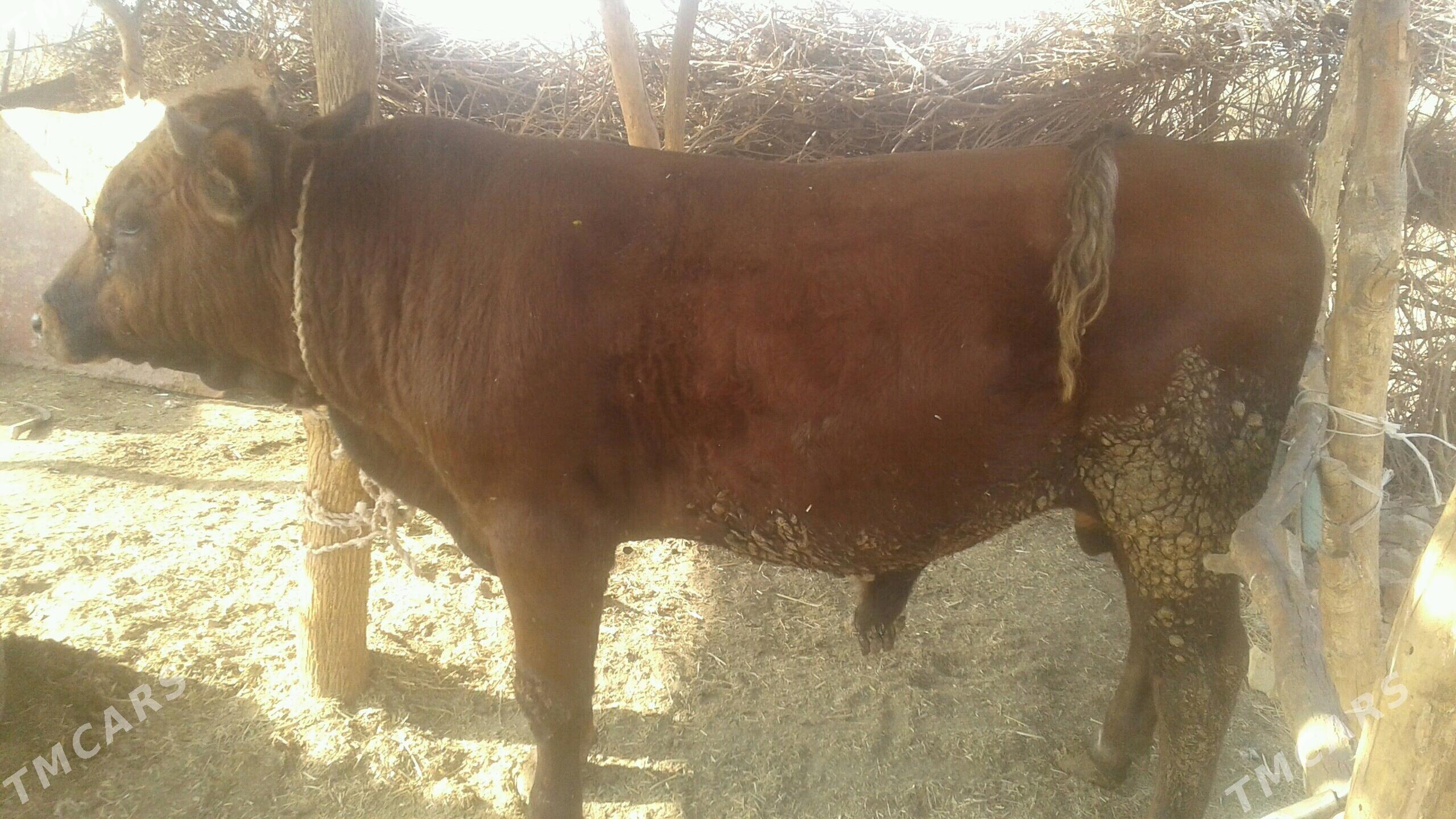 ökiz - Tejen - img 1