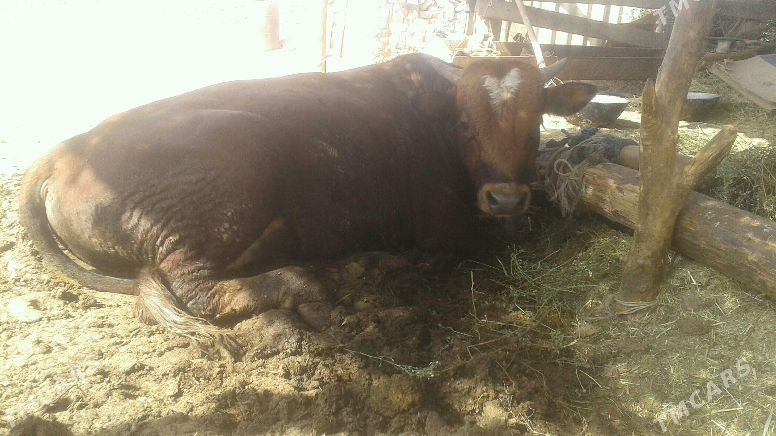 ökiz - Tejen - img 2