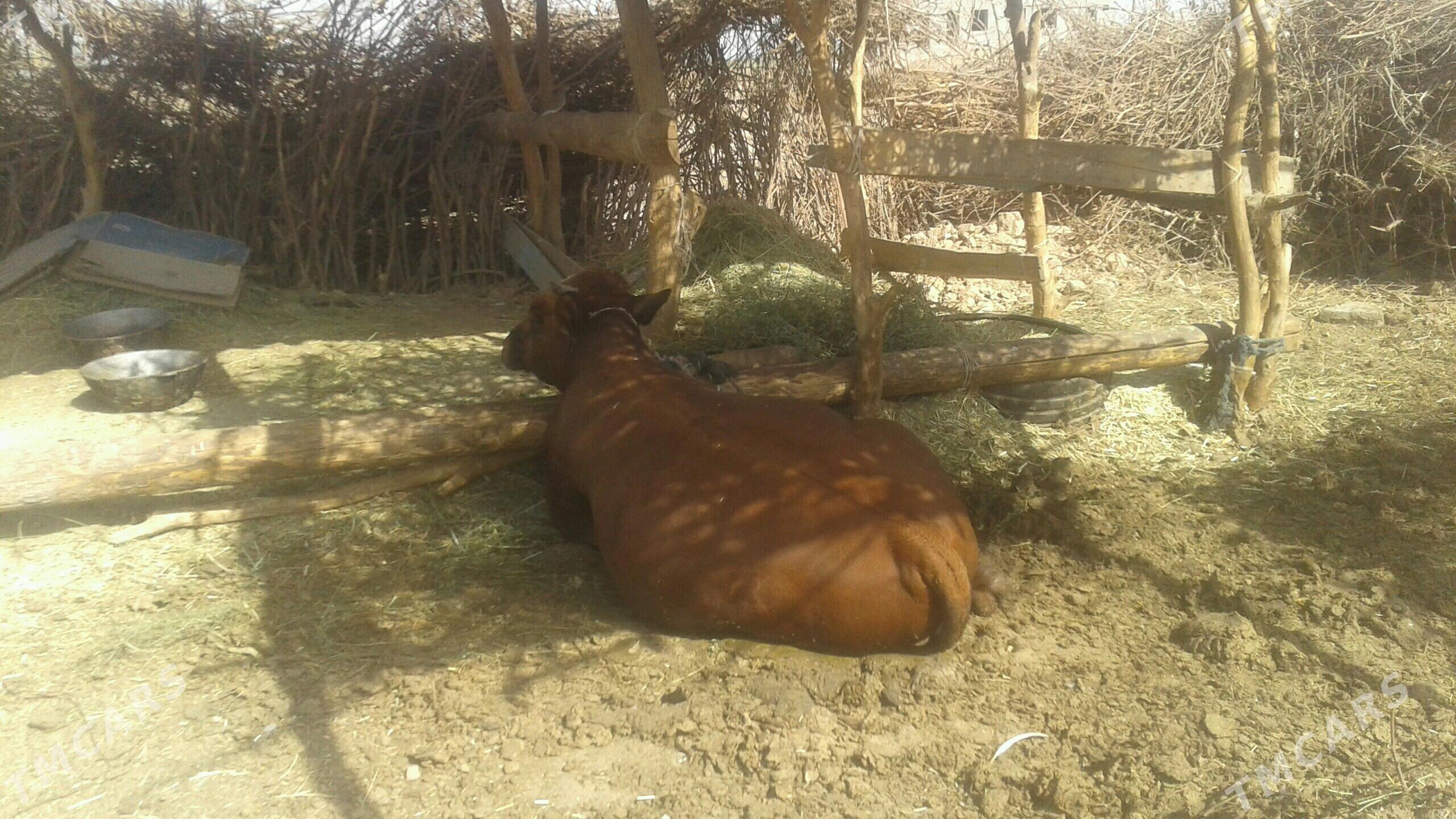 ökiz - Tejen - img 3