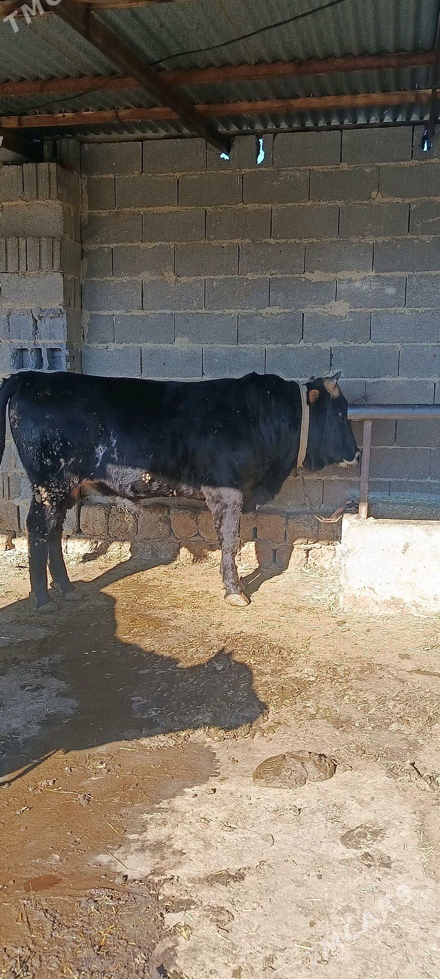 okuz 6 sani - Bäherden - img 4