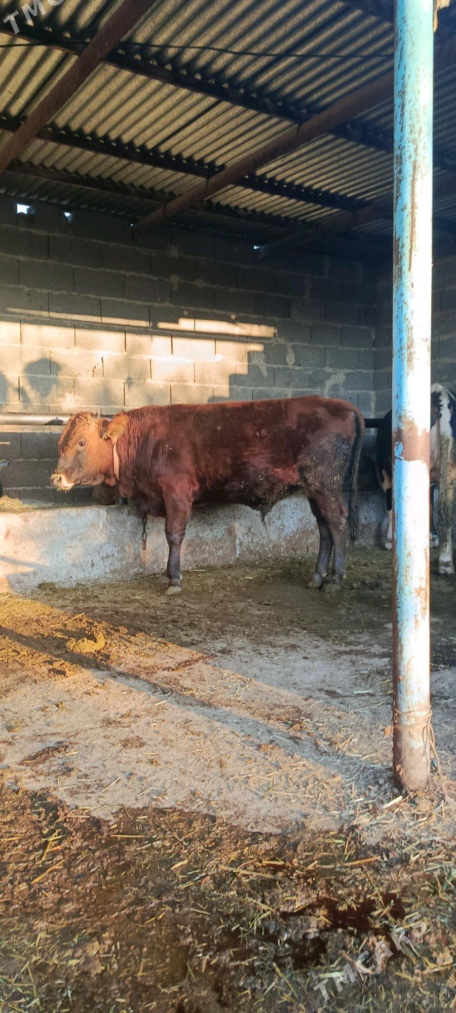 okuz 6 sani - Bäherden - img 5