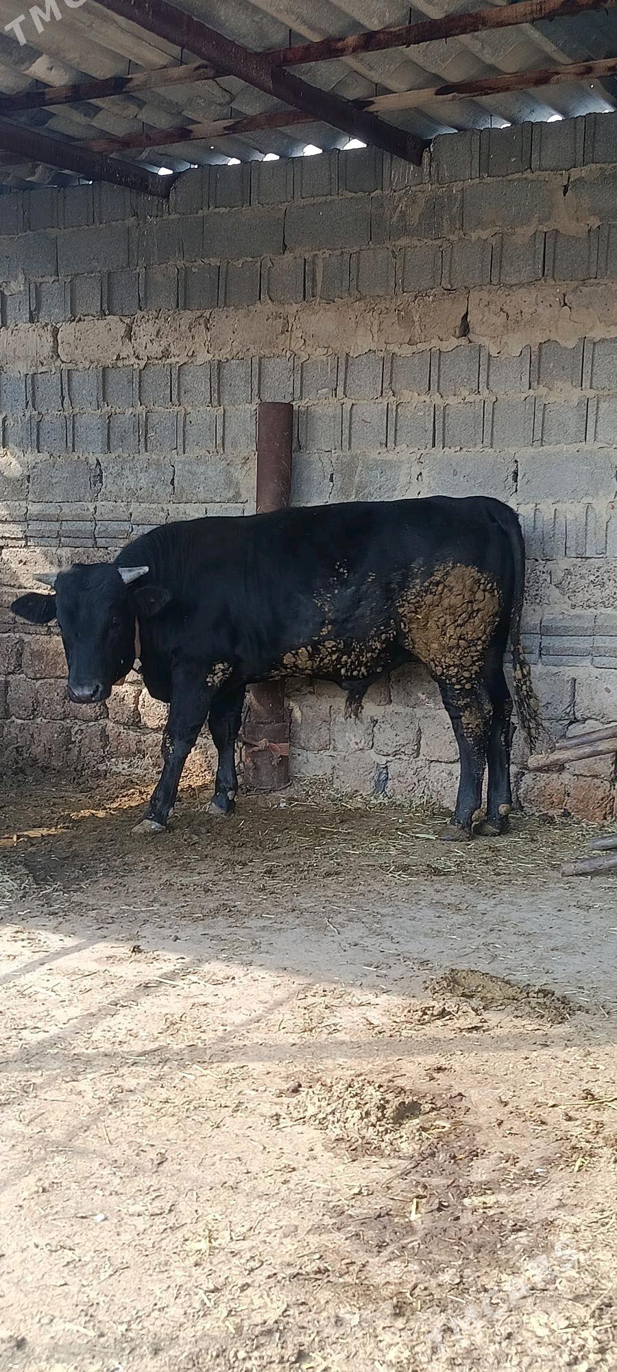 okuz 6 sani - Bäherden - img 2