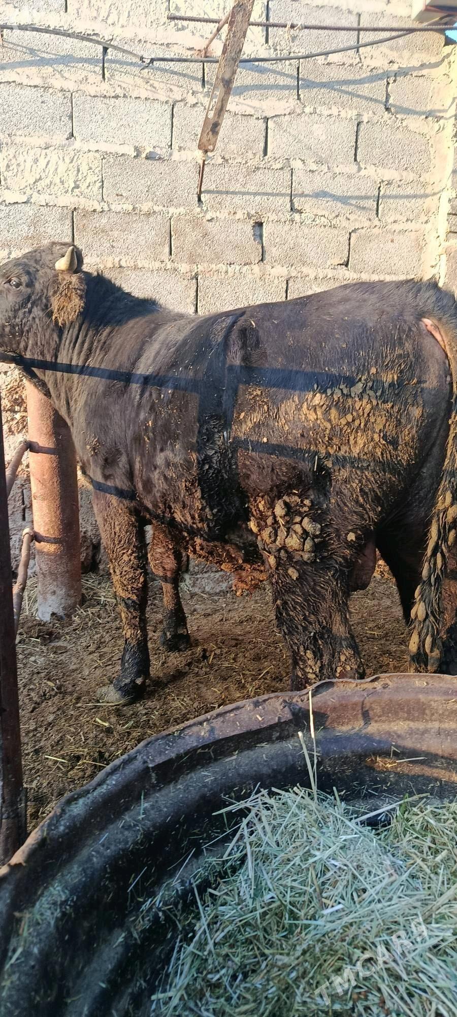 okuz 6 sani - Bäherden - img 9