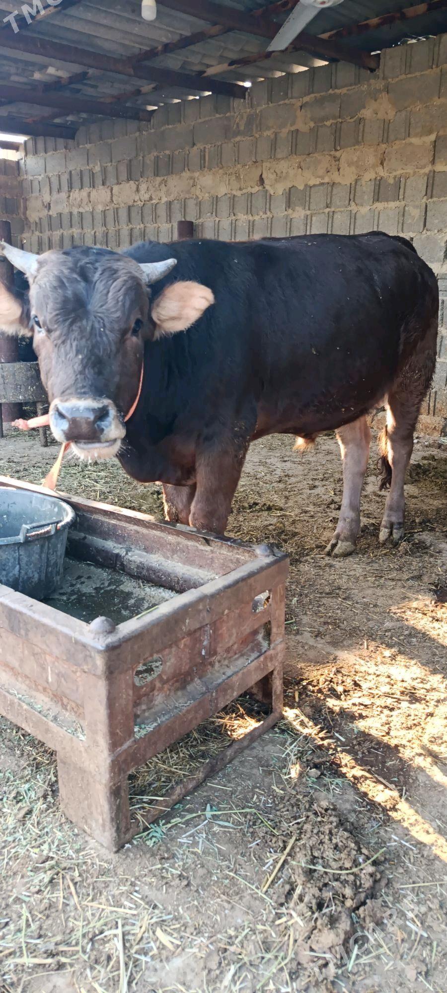 okuz 6 sani - Bäherden - img 7