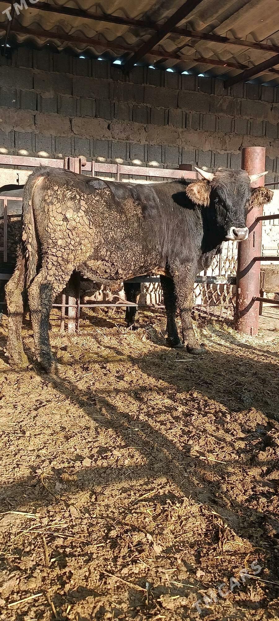 okuz 6 sani - Bäherden - img 8