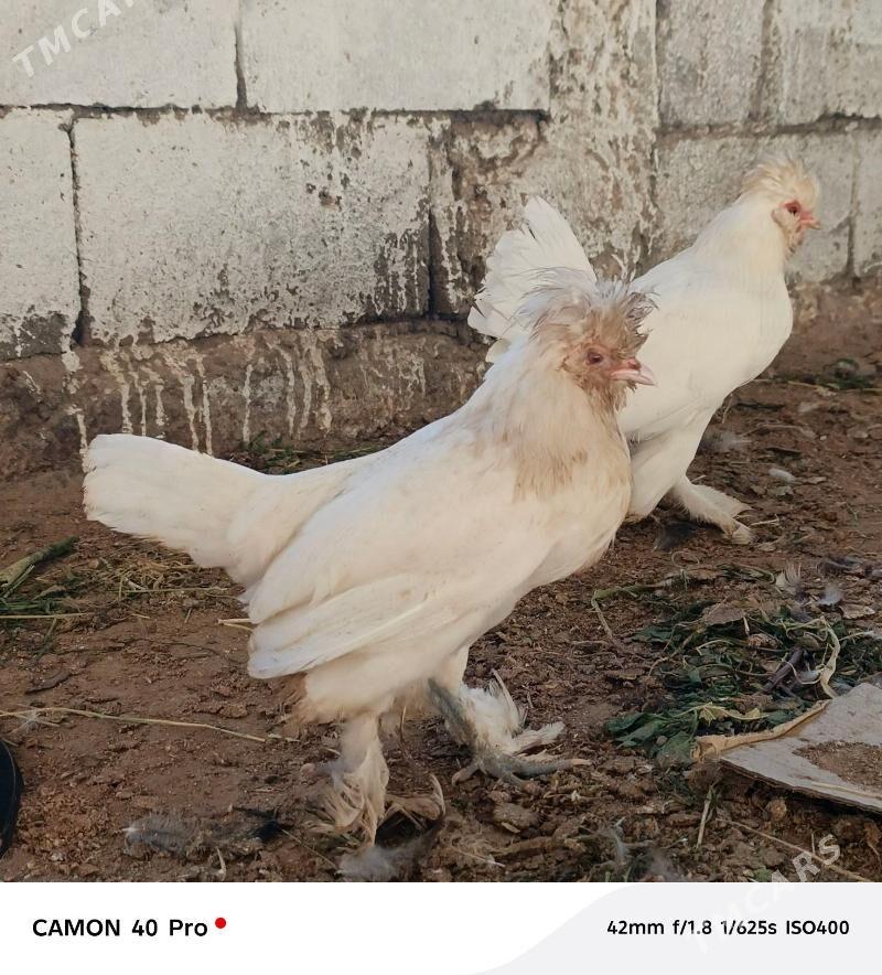 Karliklar - Бузмеин - img 2