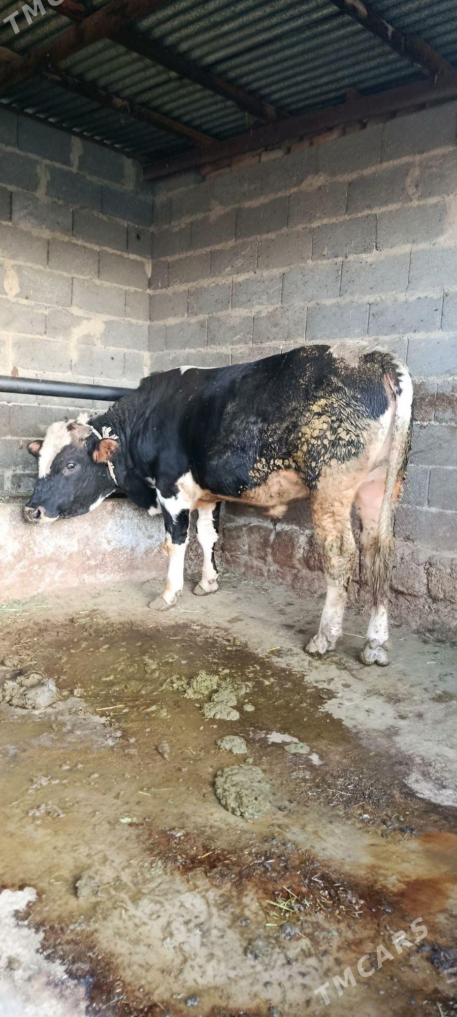 okuz 6 sani - Bäherden - img 10