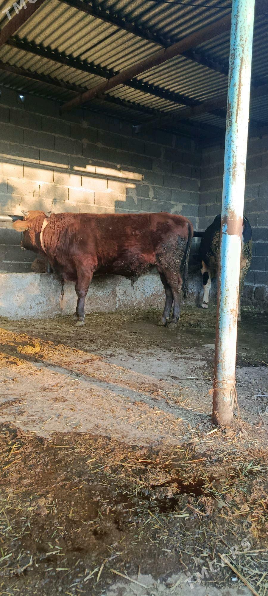 okuz 6 sani - Bäherden - img 6