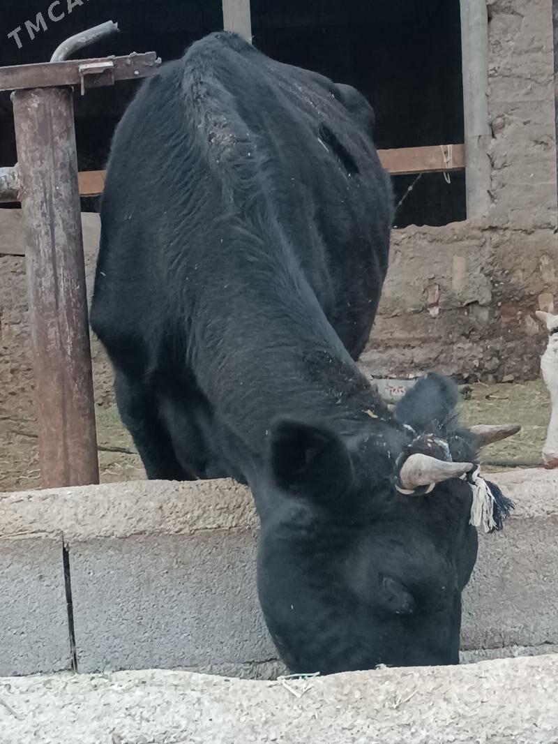 bogaz sygyr - Гёкдепе - img 2