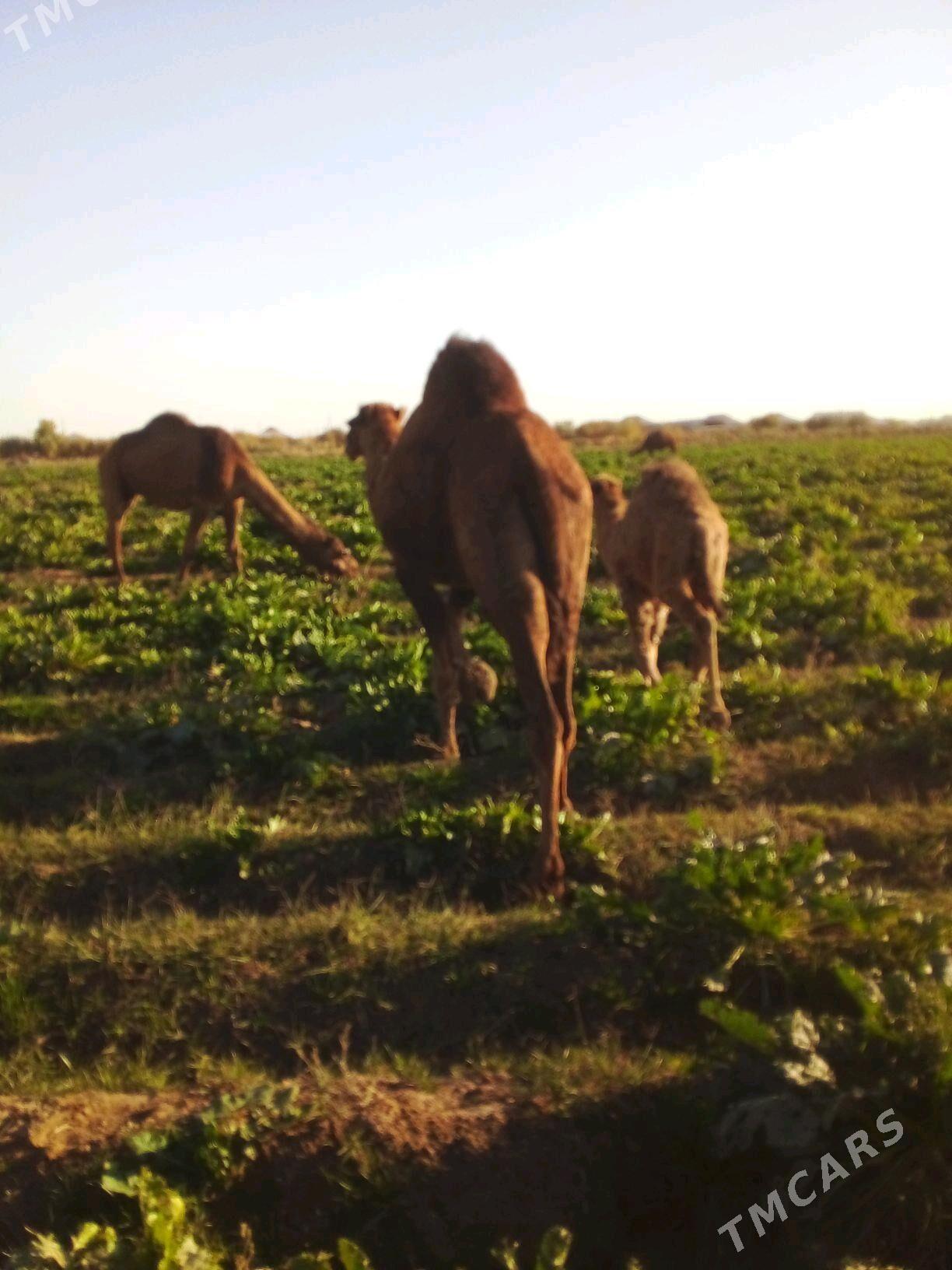 duve - Сакарчага - img 2