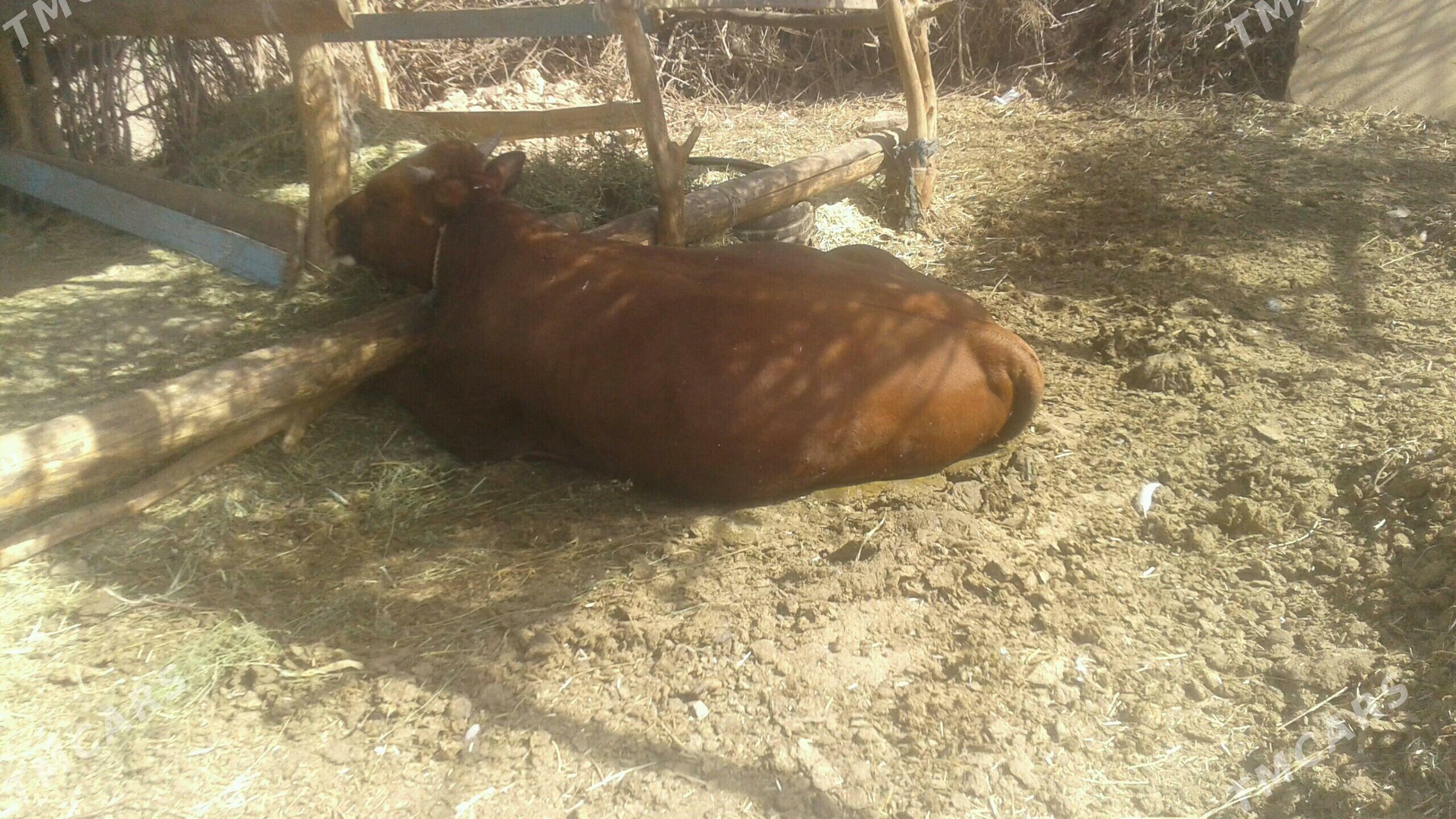 ökiz - Tejen - img 4