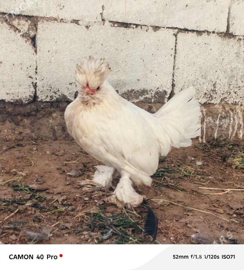 Karliklar - Бузмеин - img 3