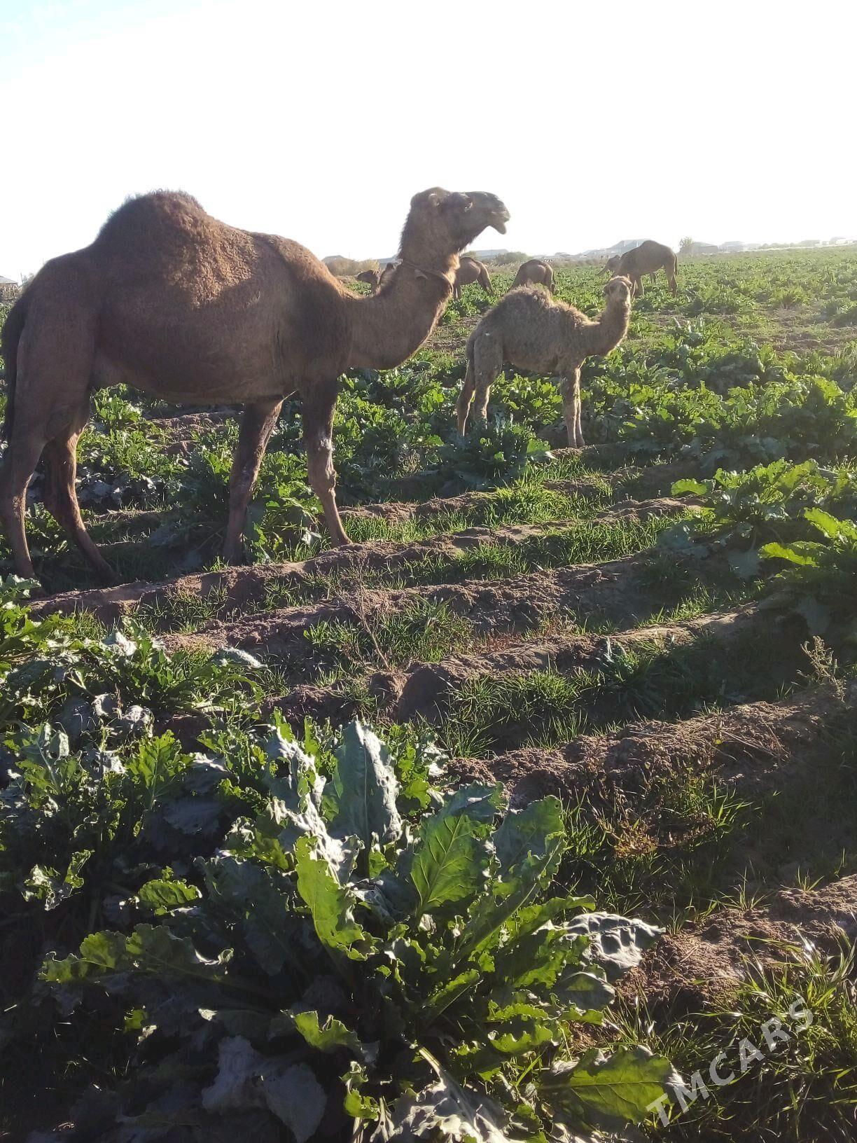 duve - Сакарчага - img 1