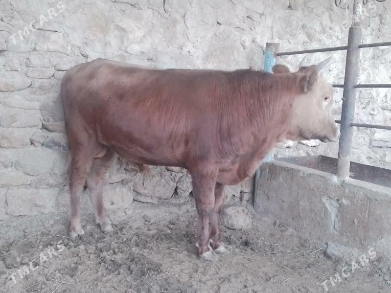 Ökūz 11600 mt - Джебел - img 2