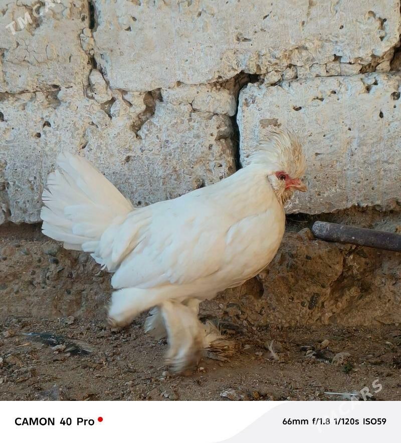 Karliklar - Бузмеин - img 5