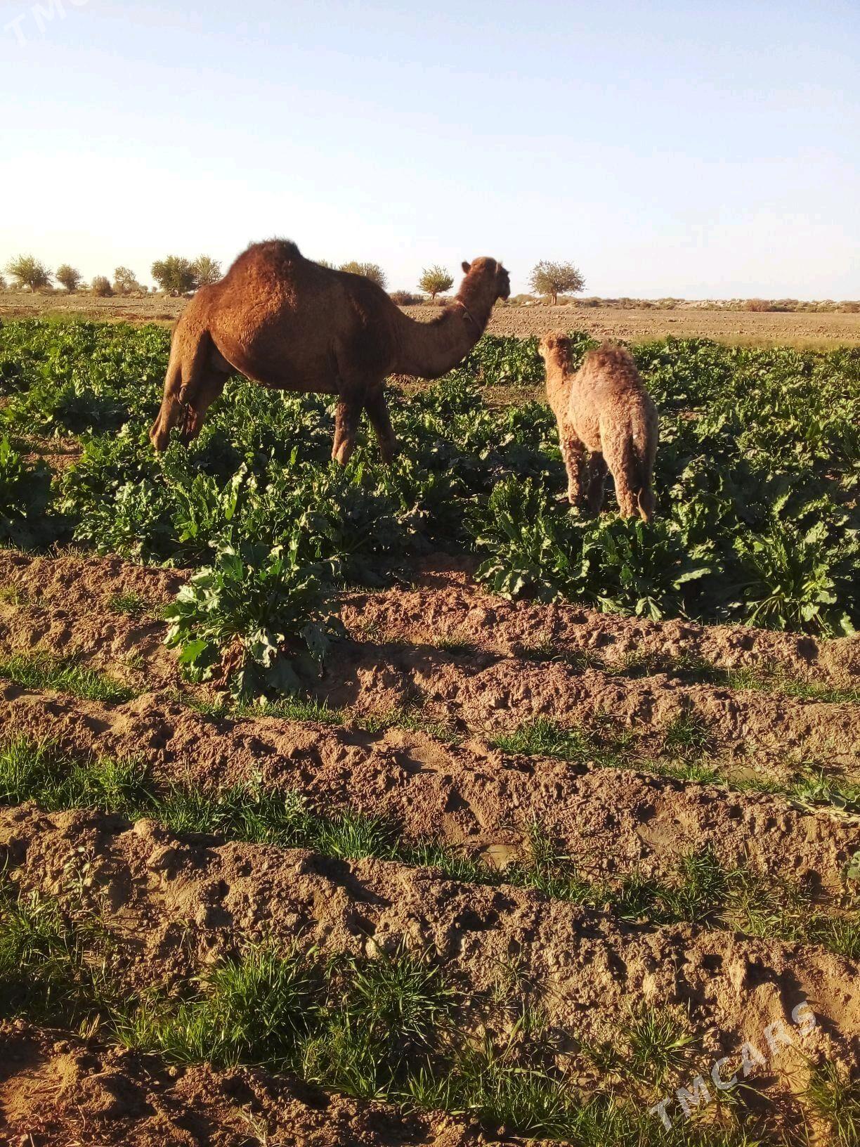 duve - Сакарчага - img 3