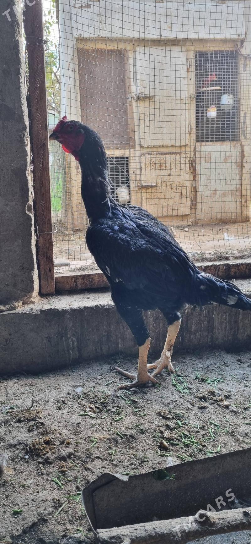 хораз - Туркменабат - img 2