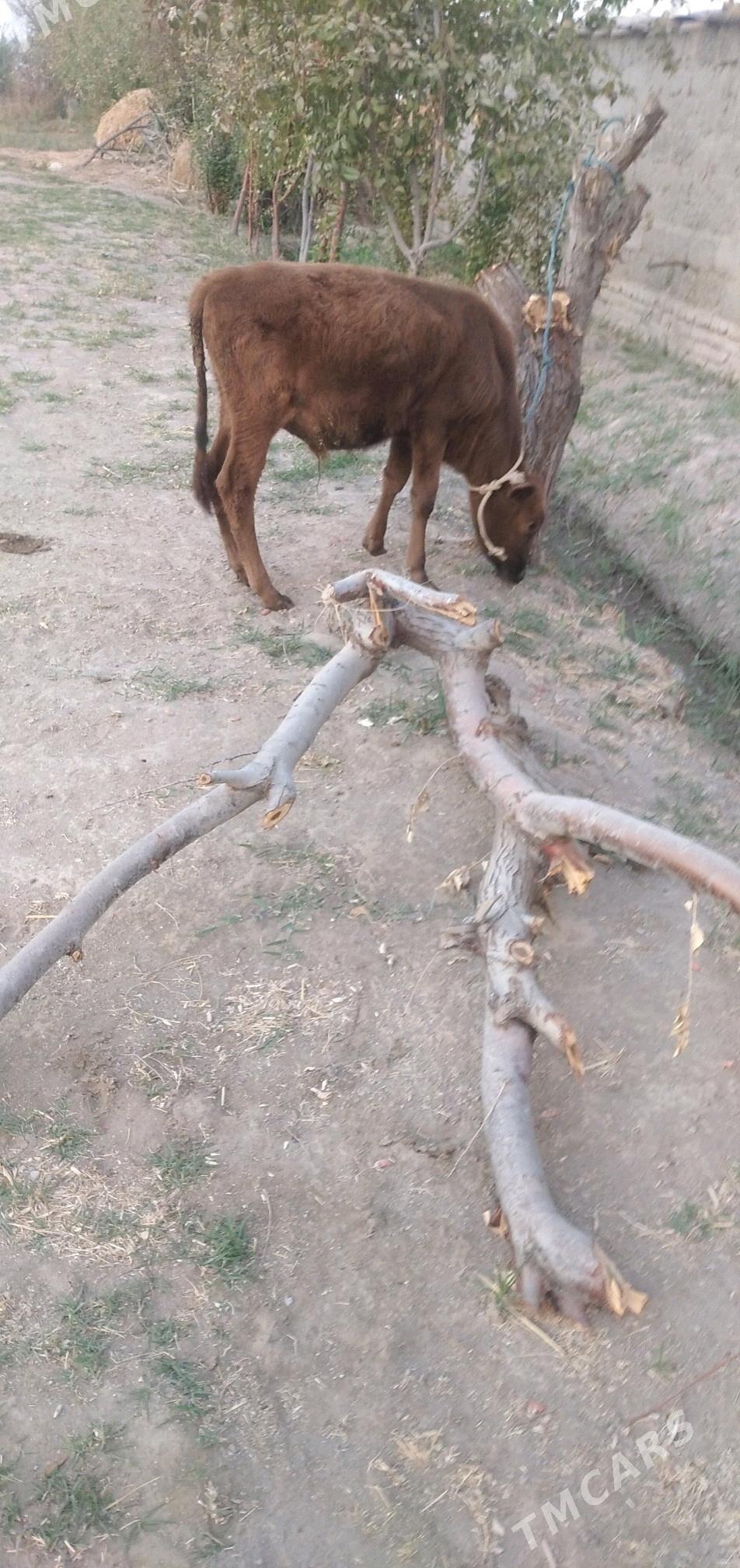 öküzçe - Чарджоу - img 2