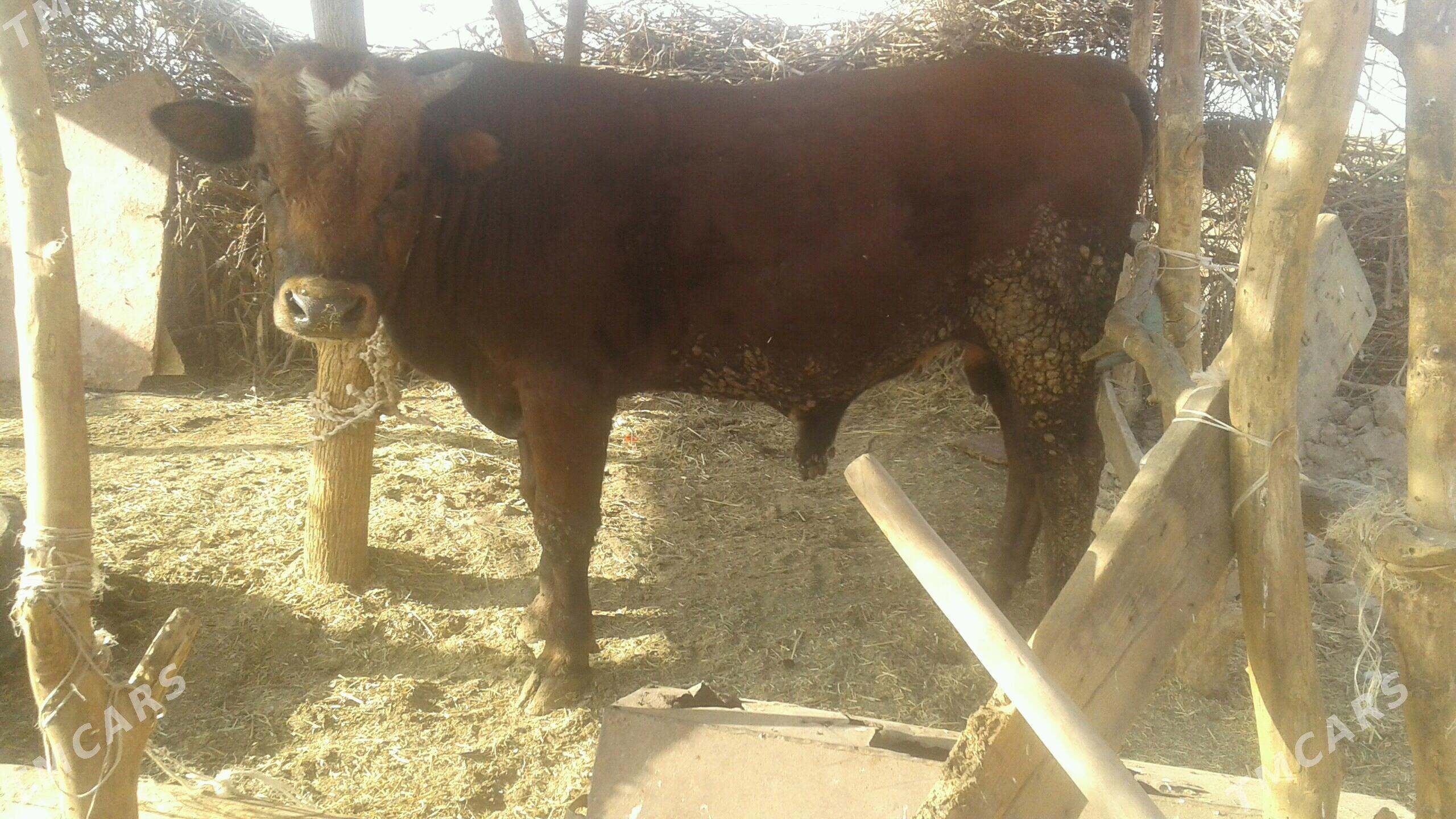 ökiz - Tejen - img 5