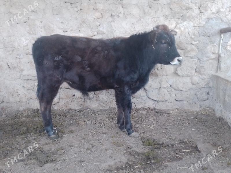 öküzce - Джебел - img 1