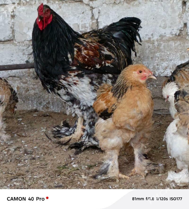 Barama horoz - Büzmeýin - img 2