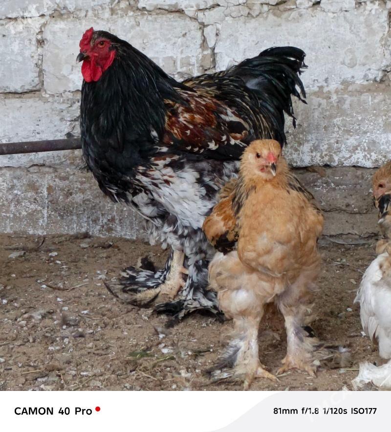 Barama horoz - Büzmeýin - img 3