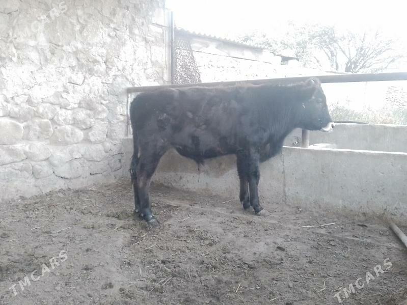 öküzce - Джебел - img 3