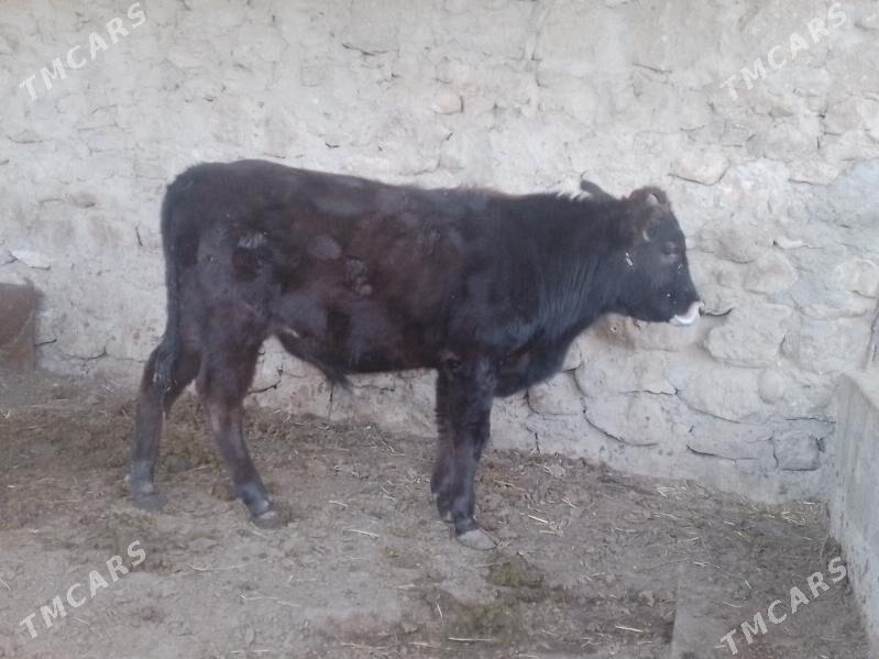 öküzce - Джебел - img 2