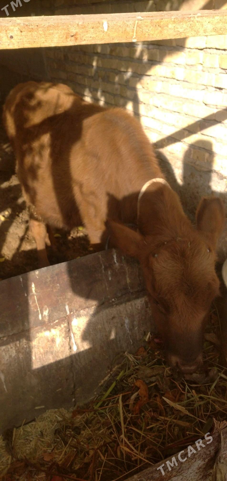 öküzçe - Чарджоу - img 3