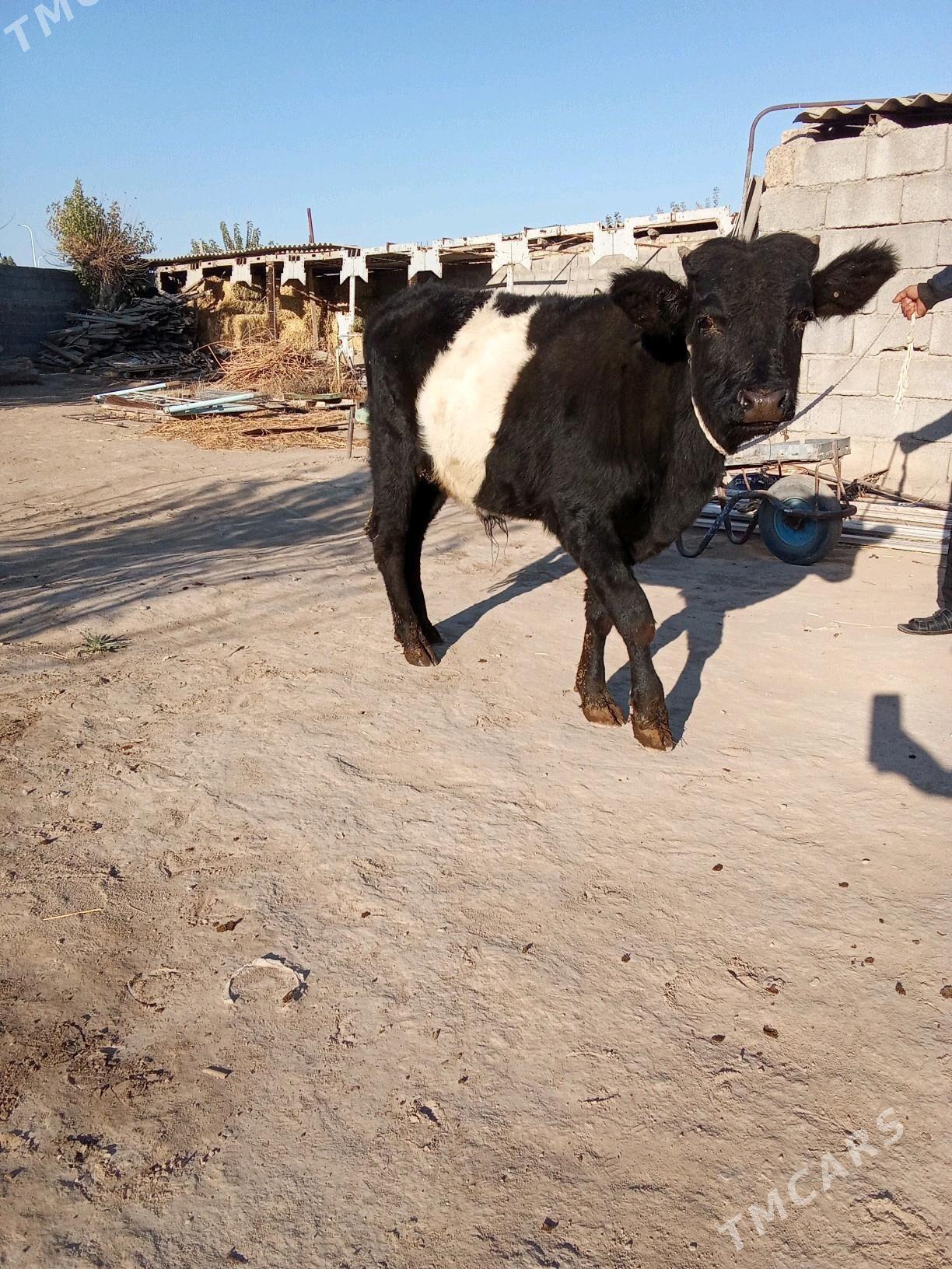 2 öküz - Бузмеин - img 3