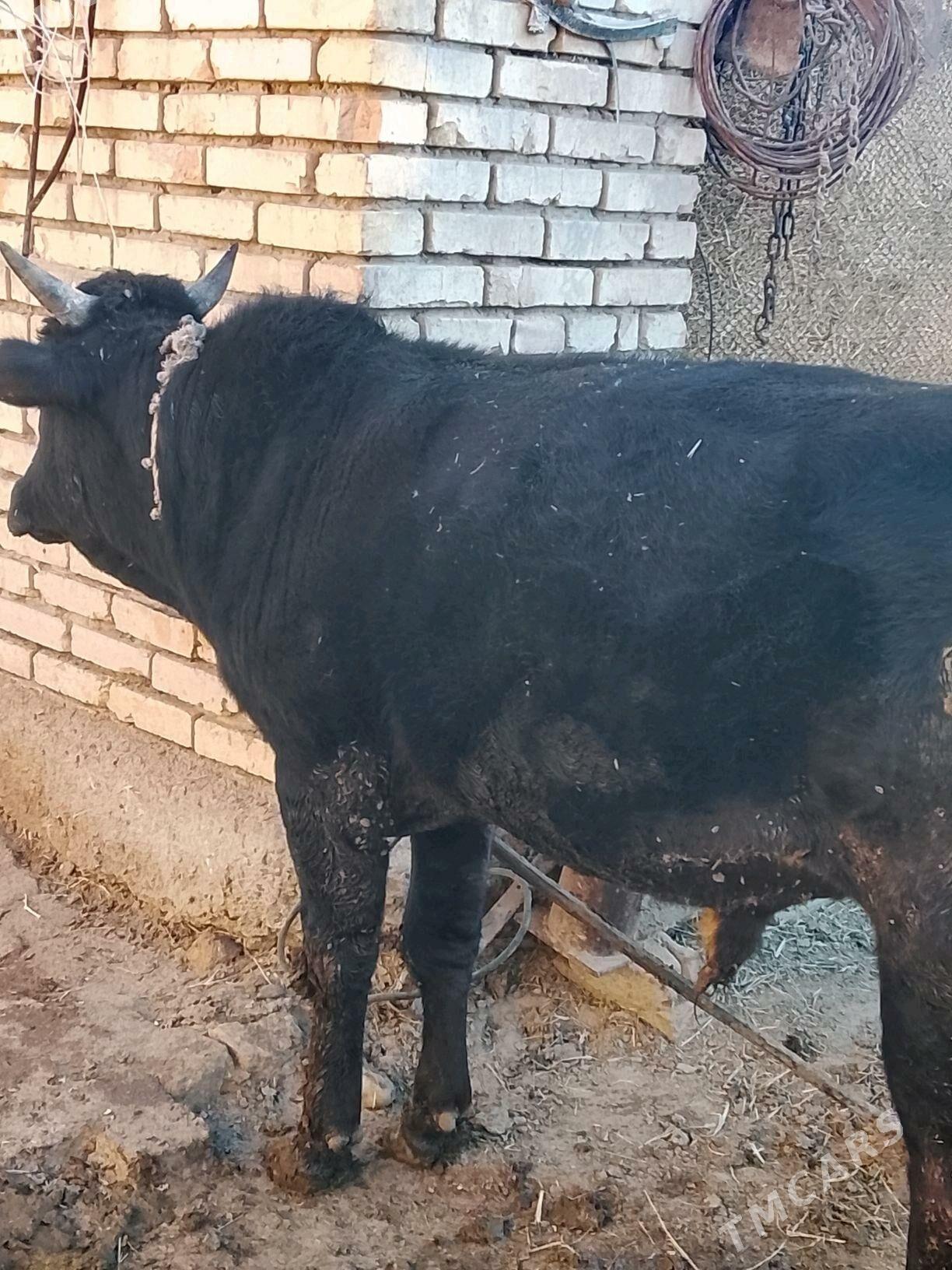 okuz - Sakarçäge - img 2