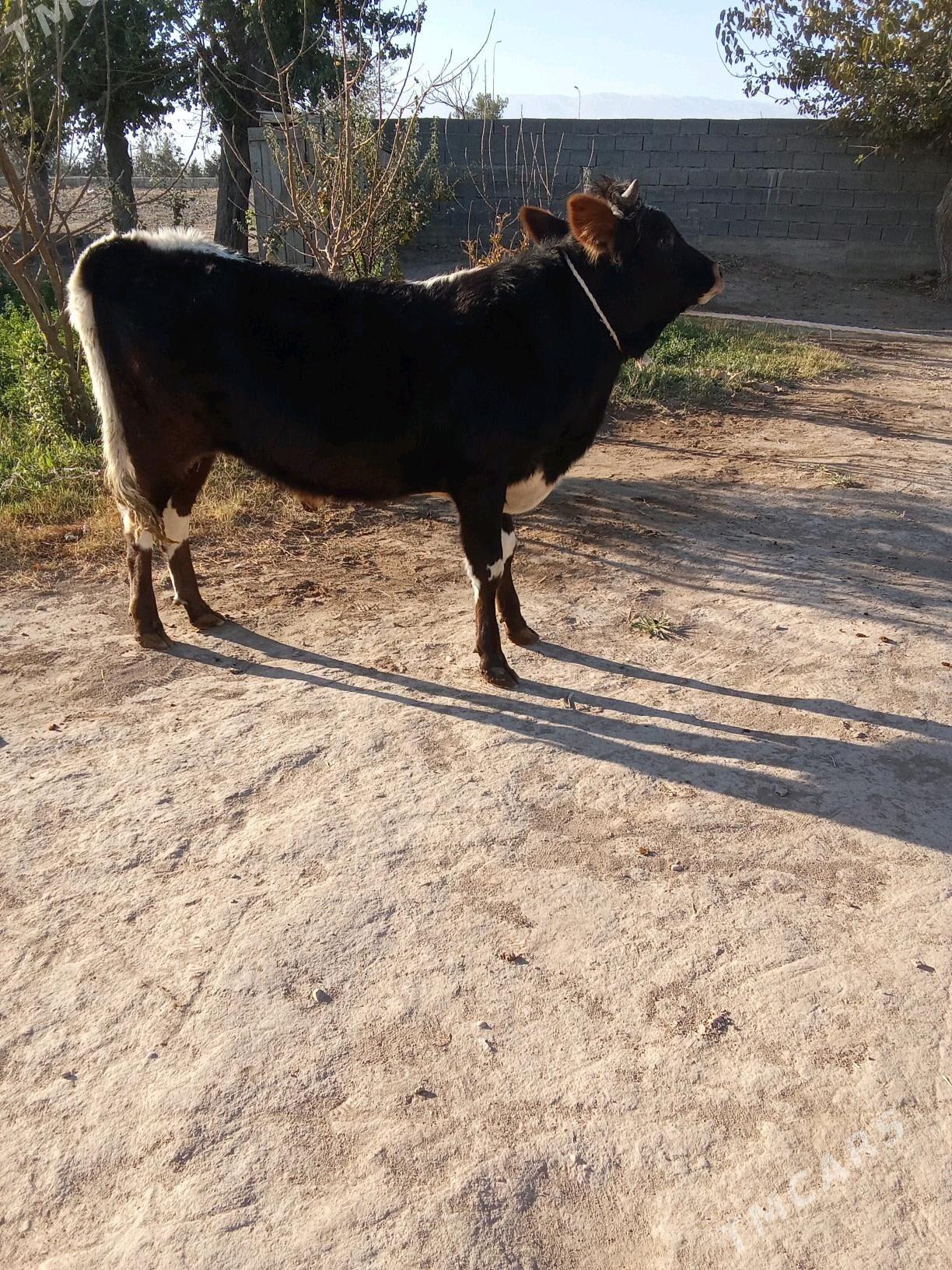 2 öküz - Бузмеин - img 2