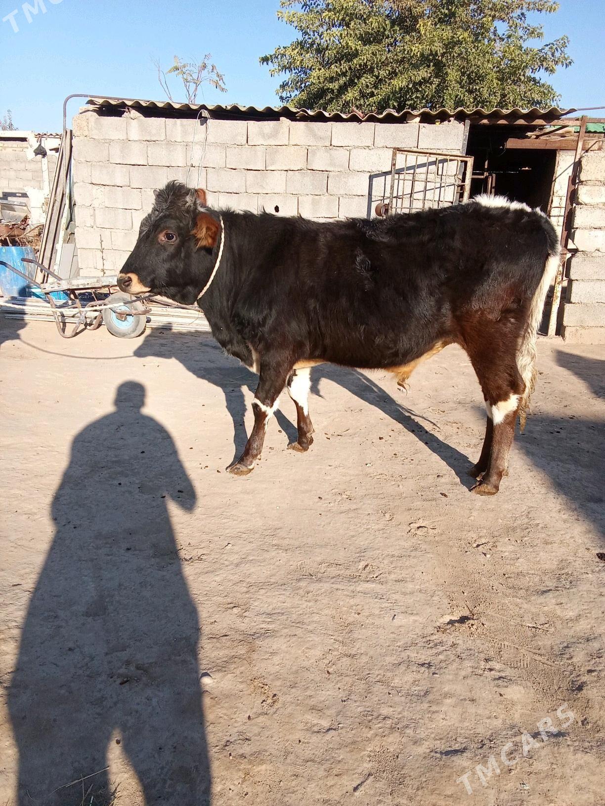 2 öküz - Бузмеин - img 1